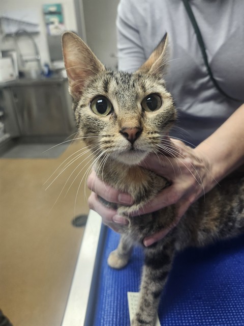 Shelter Stray Female Cat last seen ST CHARLES CO, 4850 Mid Rivers Mall Dr, St Peters, MO 63376, USA