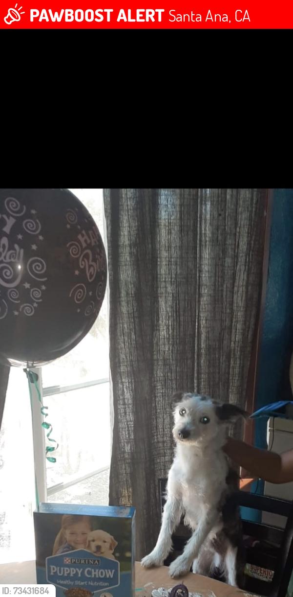 Lost Male Dog last seen E Fruit St., Santa Ana, CA 92705