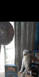 Lost Male Dog last seen E Fruit St., Santa Ana, CA 92705