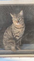 Lost Male Cat last seen State hw 154, Winnsboro, TX 75494