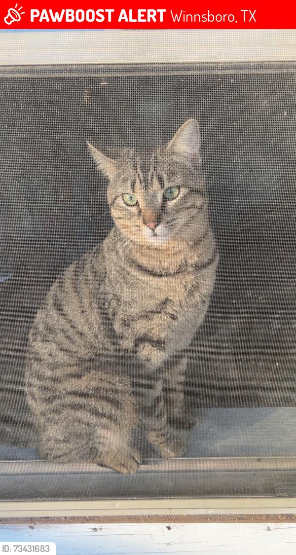 Lost Male Cat last seen State hw 154, Winnsboro, TX 75494