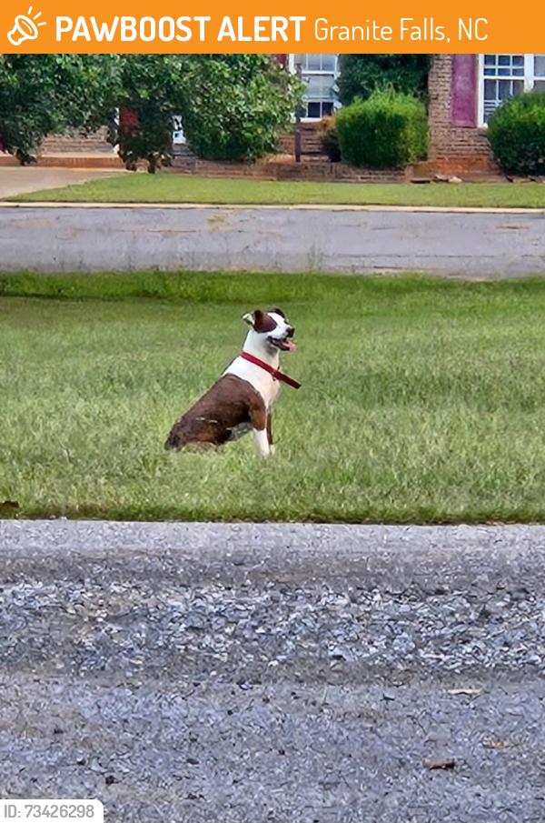 Found/Stray Female Dog last seen Dry ponds road, Granite Falls, NC 28630