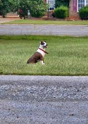 Found/Stray Female Dog last seen Dry ponds road, Granite Falls, NC 28630
