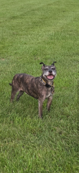 Reunited Male Dog last seen Loveless Nature Preserve, Lawrence NJ, Lawrence Township, NJ 08648