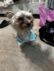 Reunited Male Dog last seen Near Brucewood dr - pinetta, Richmond, VA 23235