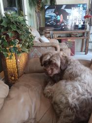 Lost Female Dog last seen Lago del ray, Delray Beach, FL 33445