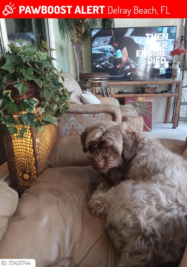 Lost Female Dog last seen Lago del ray, Delray Beach, FL 33445