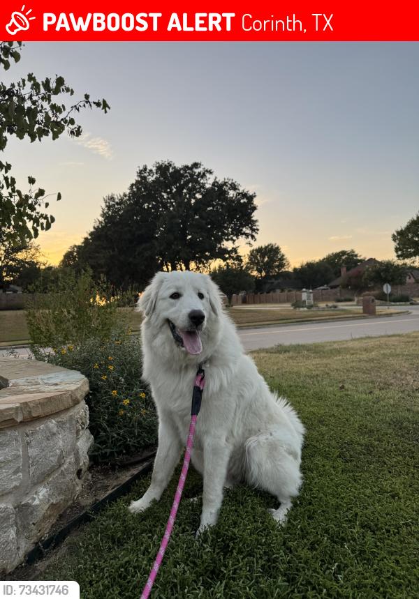 Lost Female Dog last seen Near crown over middle school, Corinth, TX 76210