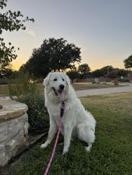Lost Female Dog last seen Near crown over middle school, Corinth, TX 76210