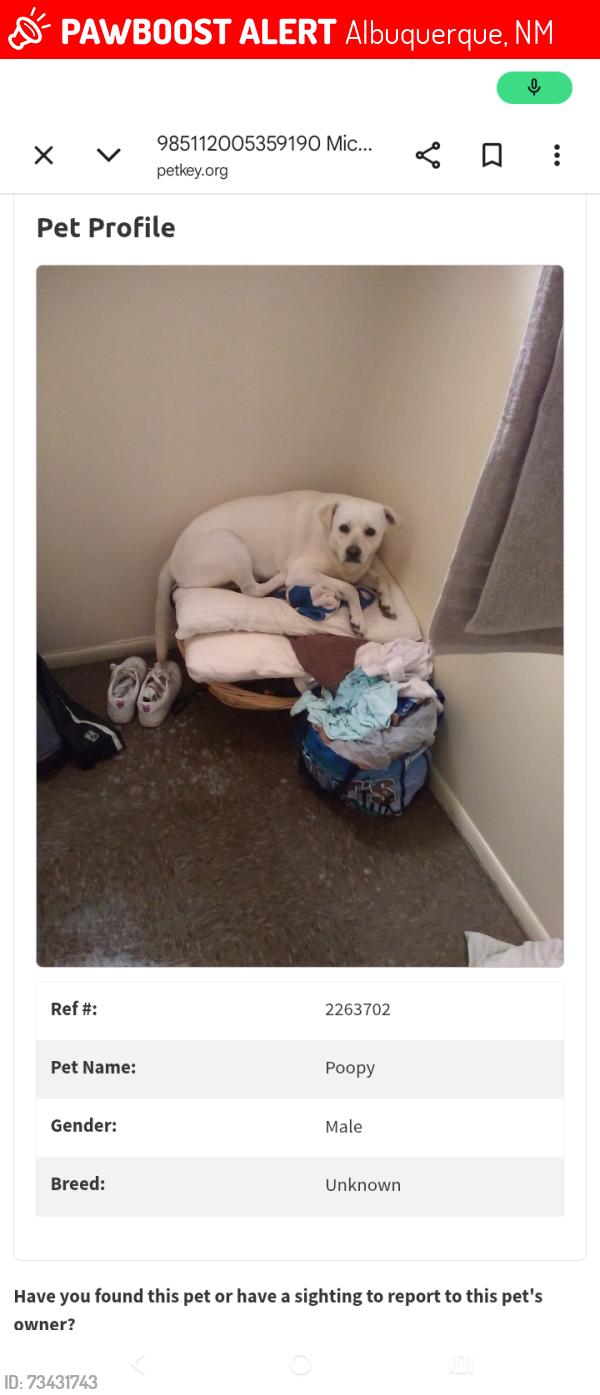 Lost Male Dog last seen Menaul and Graceland Albuquerque, Albuquerque, NM 87110