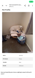Lost Male Dog last seen Menaul and Graceland Albuquerque, Albuquerque, NM 87110