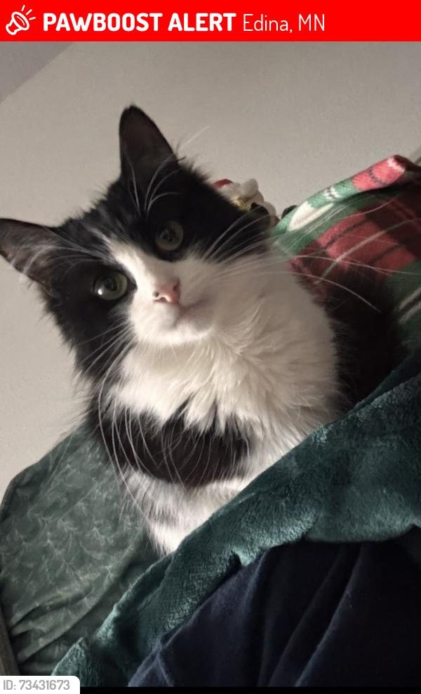 Lost Female Cat last seen Near Gallagher Dr, Edina, MN 55435, Edina, MN 55435