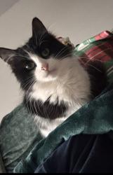 Lost Female Cat last seen Near Gallagher Dr, Edina, MN 55435, Edina, MN 55435