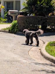 Found/Stray Unknown Dog last seen Westmoreland ests, Gainesville, FL 32605