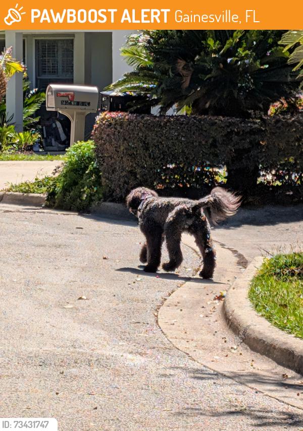 Found/Stray Unknown Dog last seen Westmoreland ests, Gainesville, FL 32605