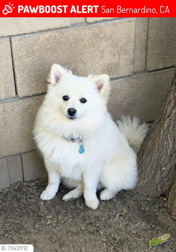 Lost Male Dog last seen Highland and H St, San Bernardino, CA 92405