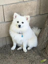 Lost Male Dog last seen Highland and H St, San Bernardino, CA 92405