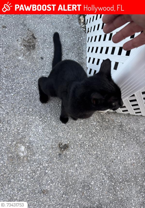 Lost Male Cat last seen Arthur st, Hollywood, FL 33024