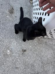 Lost Male Cat last seen Arthur st, Hollywood, FL 33024