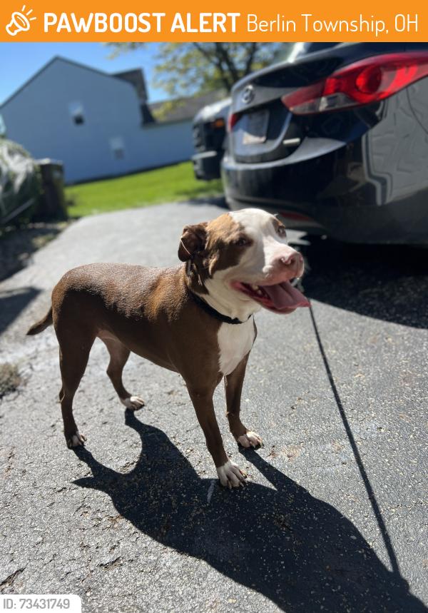 Found/Stray Female Dog last seen Alum creek RV Camping Grounds, Berlin Township, OH 43015