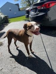 Found/Stray Female Dog last seen Alum creek RV Camping Grounds, Berlin Township, OH 43015