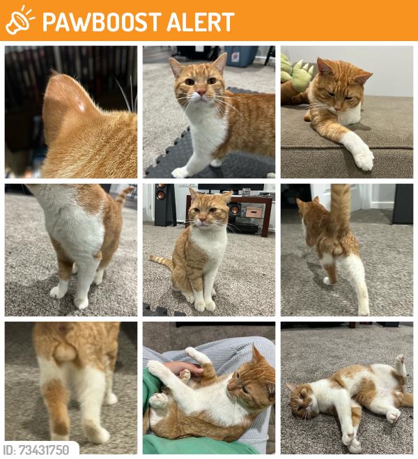 Found/Stray Male Cat last seen Buchert Rd, Route 663, N Charlotte St, E Moyer Rd, New Hanover Township, PA 19525