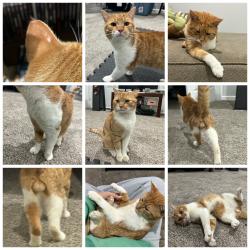 Found/Stray Male Cat last seen Buchert Rd, Route 663, N Charlotte St, E Moyer Rd, New Hanover Township, PA 19525