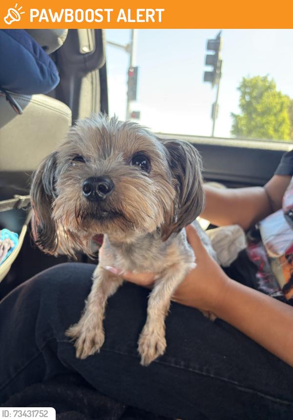 Found/Stray Female Dog last seen On vineyard between baseline and carnelian, Rancho Cucamonga, CA 91730