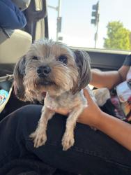 Found/Stray Female Dog last seen On vineyard between baseline and carnelian, Rancho Cucamonga, CA 91730