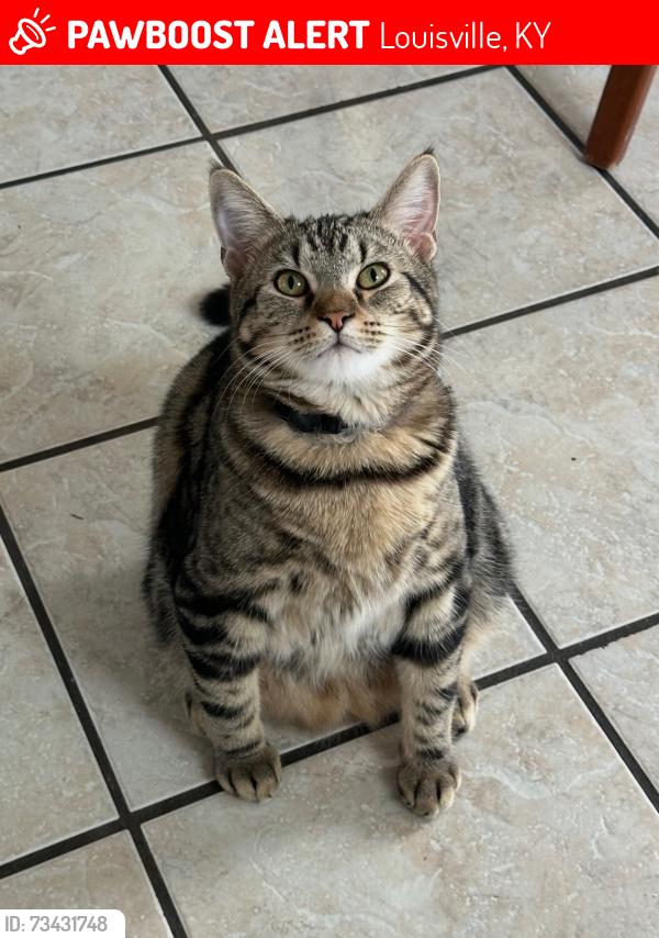 Lost Male Cat last seen Fountain Avenue and Washburn, Louisville, KY 40222