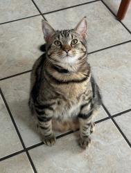 Lost Male Cat last seen Fountain Avenue and Washburn, Louisville, KY 40222