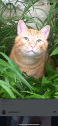 Reunited Male Cat last seen Summit/Merion Ave, Upper Darby Township, PA 19082