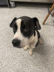 Shelter Stray Female Dog last seen Near NC HWY 43, Vanceboro, NC, 1639 Old Airport Rd, New Bern, NC 28562, USA