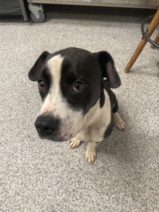Shelter Stray Female Dog last seen Near NC HWY 43, Vanceboro, NC, 1639 Old Airport Rd, New Bern, NC 28562, USA