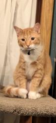 Reunited Male Cat last seen Fernando st, De Pere, WI 54115