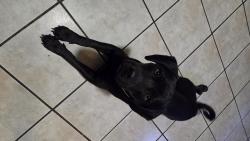 Lost Male Dog last seen 12th St and Apache Ln, Yuma, AZ 85364