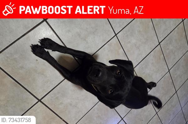 Lost Male Dog last seen 12th St and Apache Ln, Yuma, AZ 85364