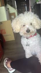 Lost Male Dog last seen Aurora co 80010, Aurora, CO 80011