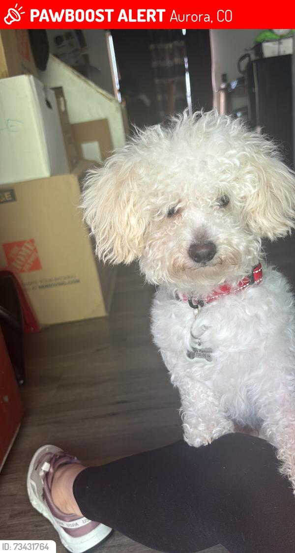 Lost Male Dog last seen Aurora co 80010, Aurora, CO 80011