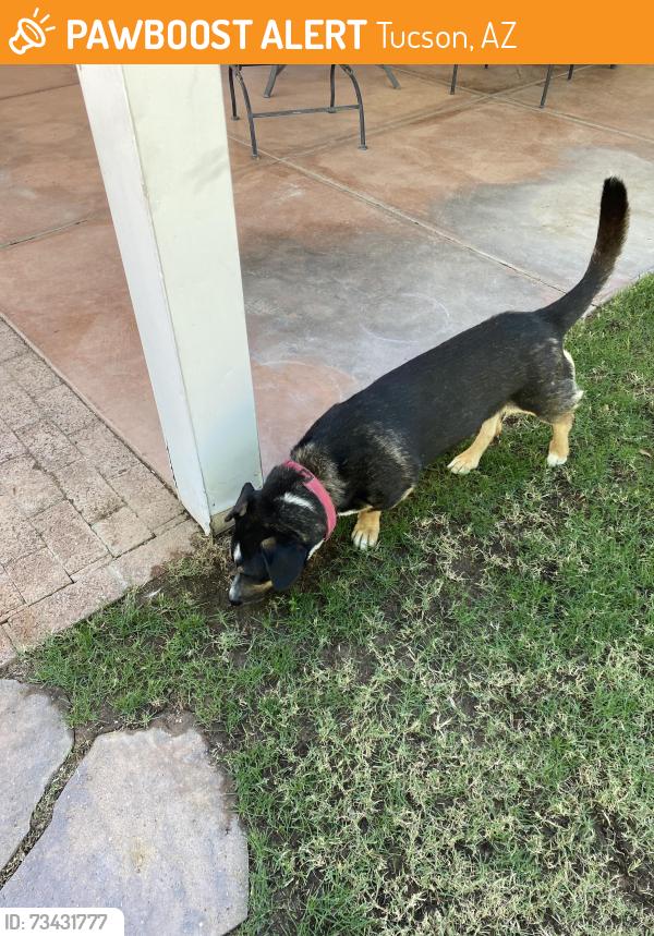 Found/Stray Male Dog last seen 5th street and craycroft, Tucson, AZ 85711