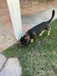 Found/Stray Male Dog last seen 5th street and craycroft, Tucson, AZ 85711