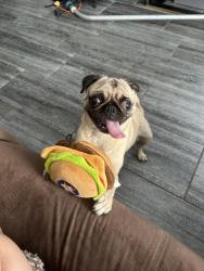 Reunited Female Dog last seen Ryon Street and Cochran Street by the tracks at Northside High School, Houston, TX 77009