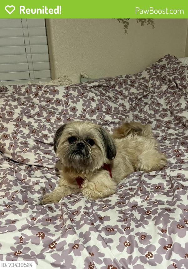 Reunited Male Dog last seen Jessie Ave & Rio Linda Blvd, Sacramento, CA 95838