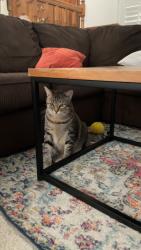 Reunited Female Cat last seen Courtney Lane, Huntington Beach, CA 92649