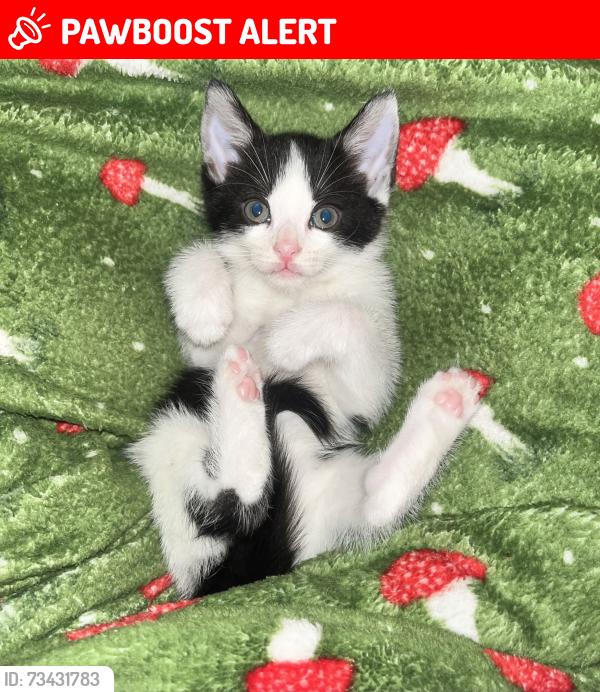 Lost Male Cat last seen Near Gillot Road, West Midlands, England B16 0RT