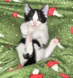 Lost Male Cat last seen Near Gillot Road, West Midlands, England B16 0RT