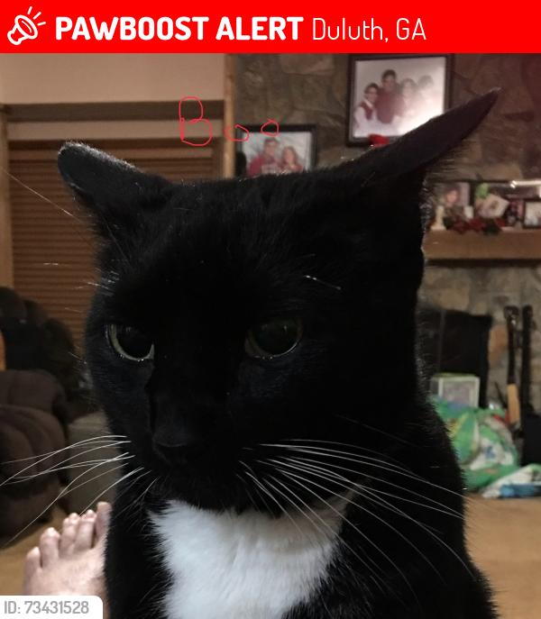 Lost Male Cat last seen Near Peachtree Walk, Duluth Ga, Duluth, GA 30096