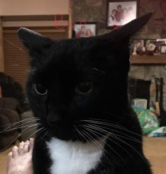 Lost Male Cat last seen Near Peachtree Walk, Duluth Ga, Duluth, GA 30096
