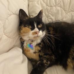 Lost Female Cat last seen Brook circle, South Daytona, FL 32119