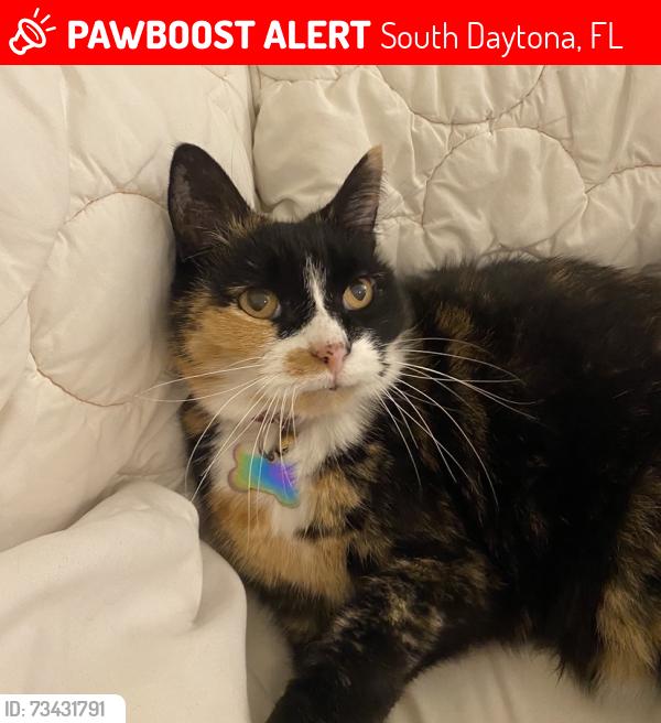 Lost Female Cat last seen Brook circle, South Daytona, FL 32119